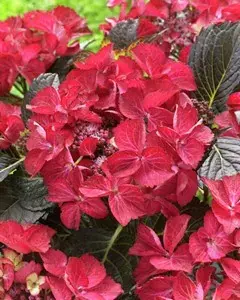 Prijsverlaging | Hortensia (Hydrangea Black Diamonds Dark Angel)