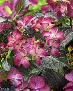 Hortensia (Hydrangea Black Diamonds Dark Angel Purple) - Topproduct