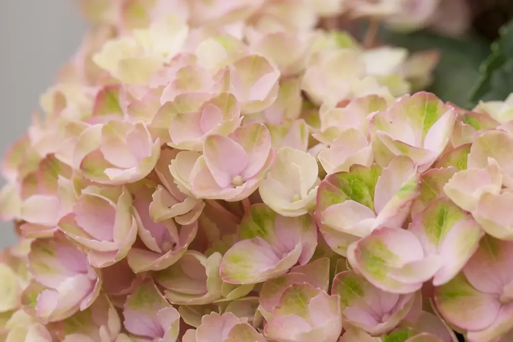 Hortensia (Hydrangea Magical Revolution Pink) | Extra korting