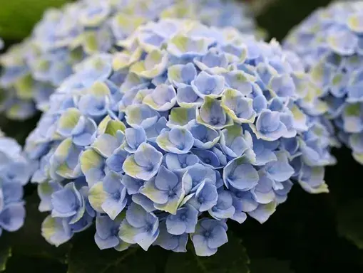 Meest verkocht - Hortensia (Hydrangea Magical Revolution Blue)