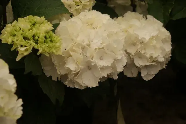 Hortensia (Hydrangea macrophylla ‘Schneeball‘) | Topkwaliteit
