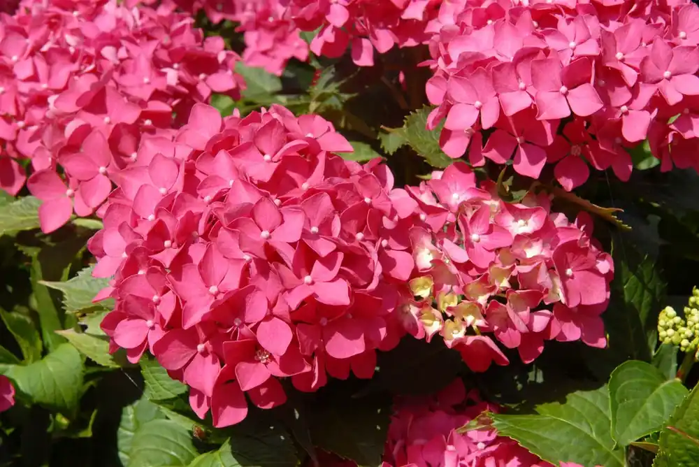 Veel gevraagd - Hortenisa (Hydrangea macrophylla ‘Tovelit‘)