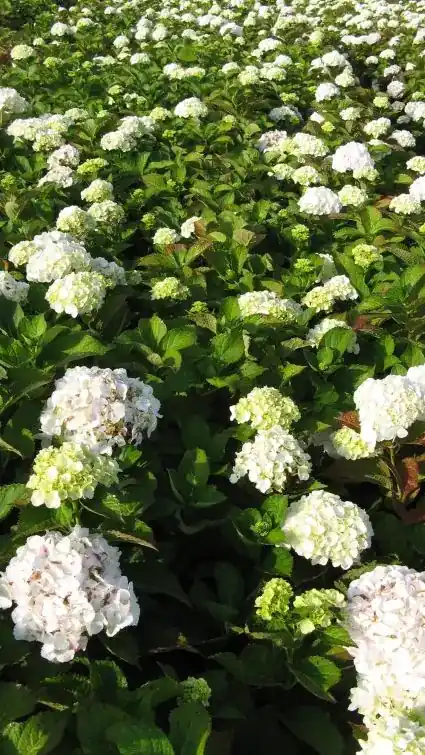 Prijs verlaagd - Witte hortensia kopen en online bestellen Directplant