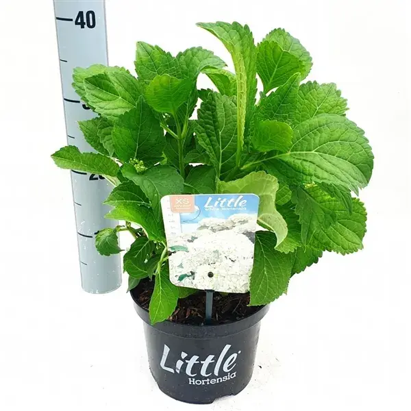 Kleinblijvende Hortensia (Hydrangea macr. ‘Little White‘®) | Beste prijs