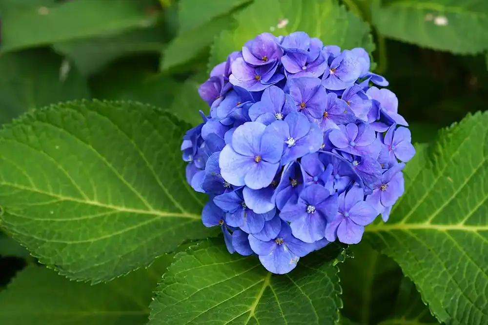 Bespaar meer - Hortensia (Hydrangea macrophylla ‘Bodensee‘)
