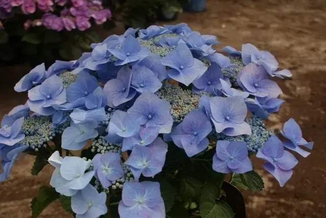 Veilig winkelen | Hortensia (Hydrangea macrophylla ‘Blaumeise‘)