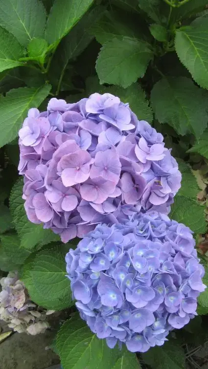 Tijdelijke actie | Blauwe hortensia kopen en online bestellen Directplant