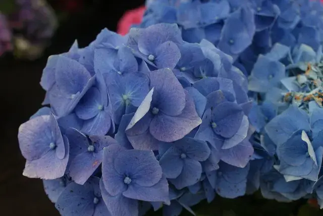 Bolhortensia (Hydrangea macrophylla ‘Early Blue‘) | Nieuw in het assortiment