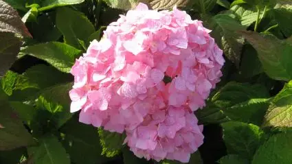 Roze hortensia kopen en online bestellen Directplant - Nieuw