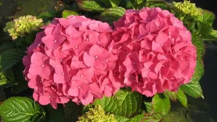 Rode hortensia kopen en online bestellen Directplant - Prijsverlaging