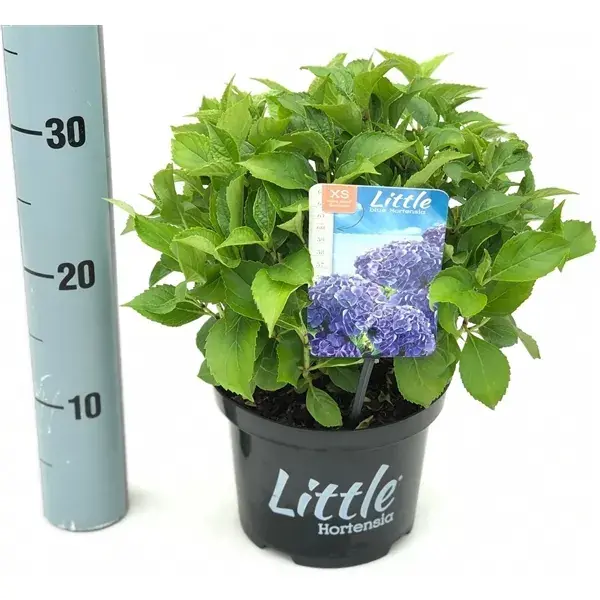 Speciale deal - Kleinblijvende Hortensia (Hydrangea macr. ‘Little Blue‘®)