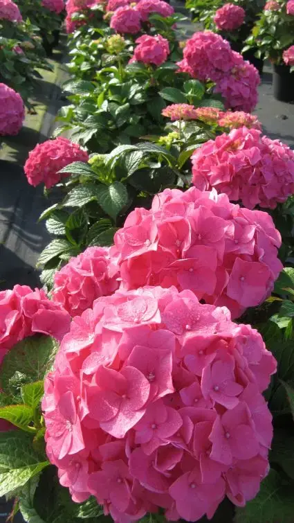 Online kopen - Hortensia (Hydrangea macrophylla ‘Glowing Embers‘)