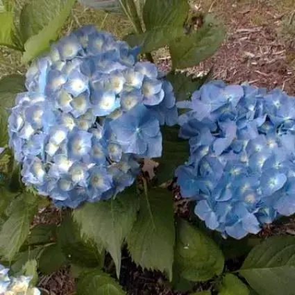 Hortensia (Hydrangea macrophylla ‘Hamburg‘) - Snelle levering
