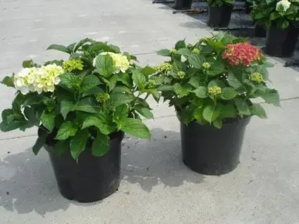 Nieuw in de shop - Hortensia (Hydrangea macrophylla ‘Soeur Therese‘)