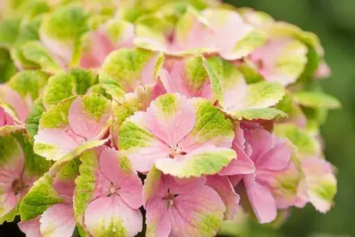 Extra korting | Hortensia (Hydrangea ‘Magical Jewel Pink‘)