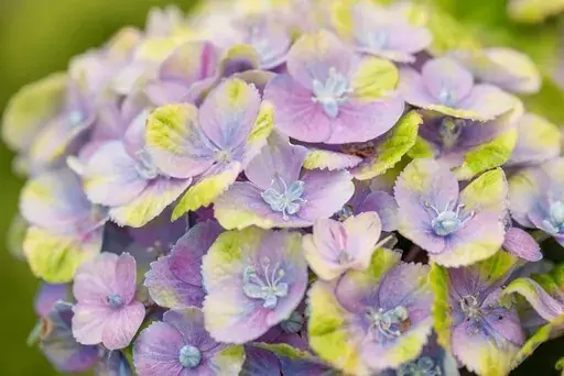 Hortensia (Hydrangea ‘Magical Jewel Blue‘) - Zeer goed beoordeeld