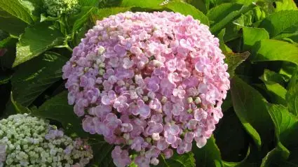 Goed beoordeeld | Seringhortensia (Hydrangea macrophylla ‘Ayesha‘)