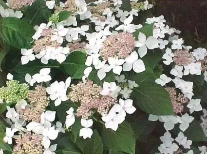 Hortensia (Hydrangea macrophylla ‘Lanarth White‘) | Tijdelijke aanbieding