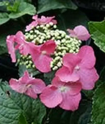 Hortensia (Hydrangea macrophylla ‘Teller Red‘) - Tijdelijk aanbod