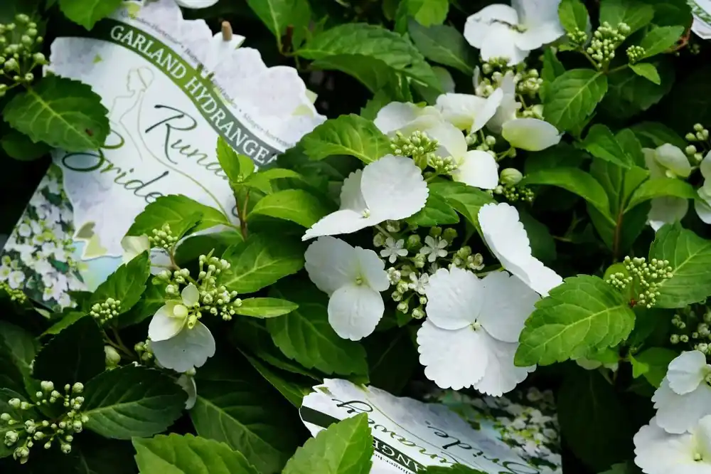 Topkwaliteit | Hortensia (Hydrangea hybr. ‘Runaway Bride‘)
