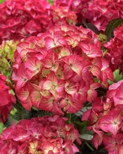 Hortensia (Hydrangea Black Diamonds Red Angel) - Veilig betalen