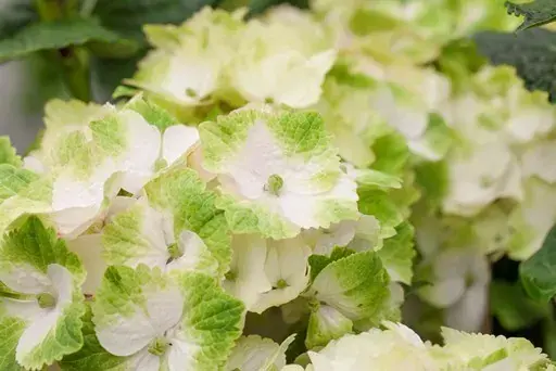 Nieuw gelanceerd - Hortensia (Hydrangea Magical Noblesse)