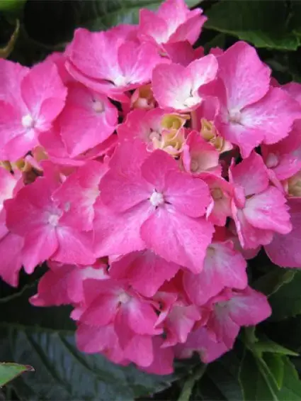 Expreslevering - Laagblijvende bolhortensia online bestellen Directplant