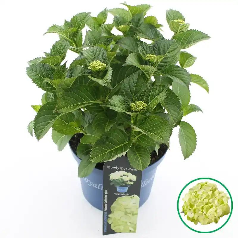 Topproduct | Hortensia ‘Caipirinha‘ (Hydrangea ‘Royalty Collection‘)