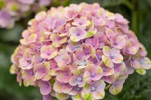 Nieuw binnengekomen | Hortensia (Hydrangea Magical Coral Blue)