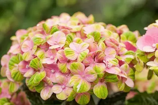 Scherpe prijs - Hortensia (Hydrangea Magical Coral Pink)