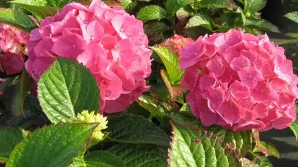 Actieprijs | Hortensia (Hydrangea macrophylla ‘King George V‘)