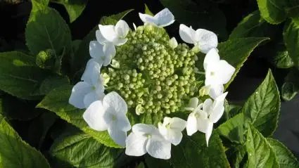 Hortensia (Hydrangea macrophylla ‘Teller White‘) - Opruiming