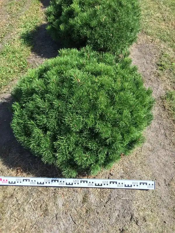 Nieuw | Bergden als bolvorm (Pinus mugo ‘Mugo‘)