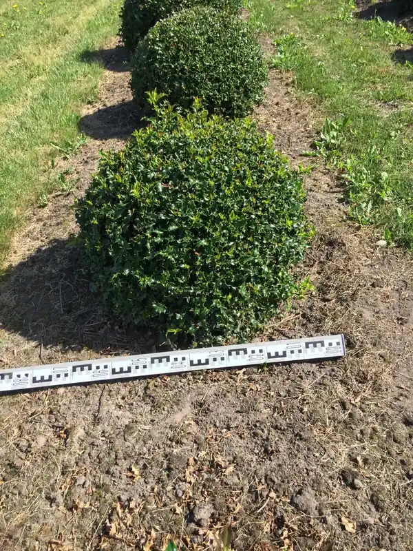 Sale | Hulst als bolvorm (Ilex aquifolium)