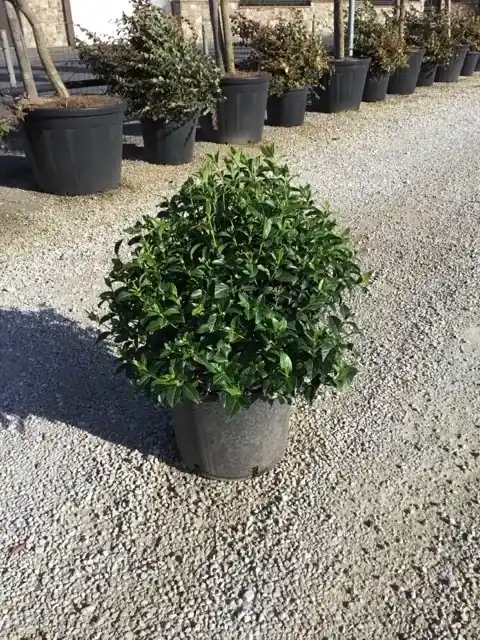 Superprijs - Sneeuwbal als bolvorm (Viburnum tinus ‘Spirit‘)