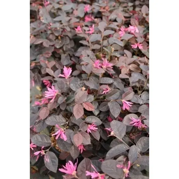 Loropetalum als bolvorm (Loropetalum ‘Fire Dance‘) | Premium