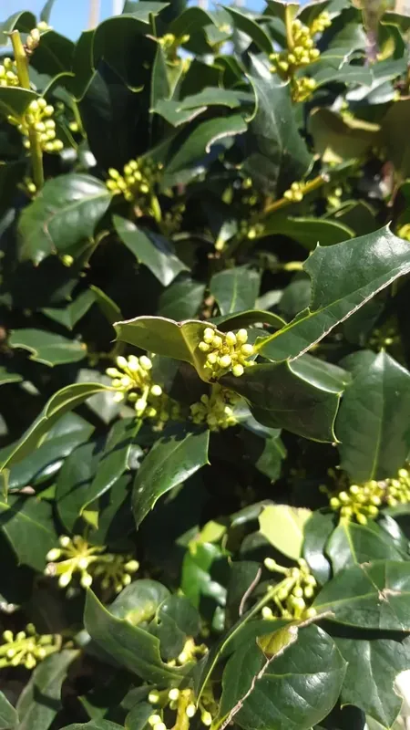 Amerikaanse Hulst als bol (Ilex ‘Nellie R Stevens‘) | Snelle levering