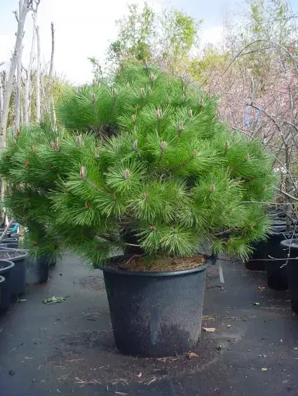 Bolvormige Den (Pinus nigra ‘Brepo‘) - Erg populair