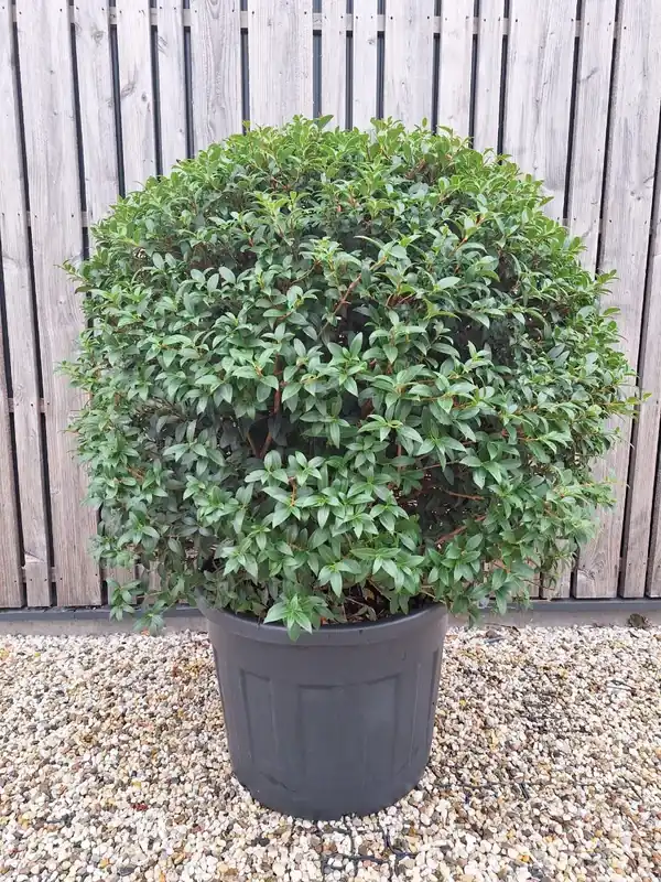 Schijnhulst in bolvorm (Osmanthus burkwoodii) | Outlet