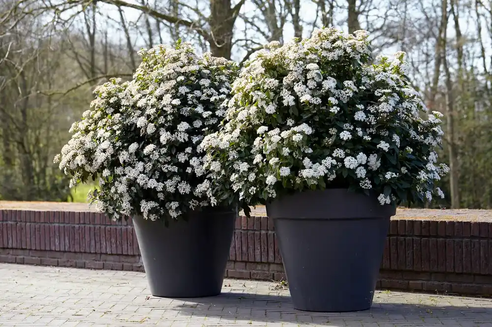 Klaar voor verzending - Sneeuwbal als bolvorm (Viburnum tinus ‘Eve Price‘)
