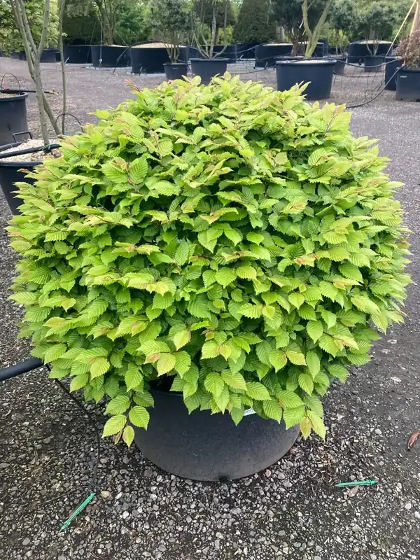 Veilig winkelen - Beuk als bolvorm (Fagus sylvatica)