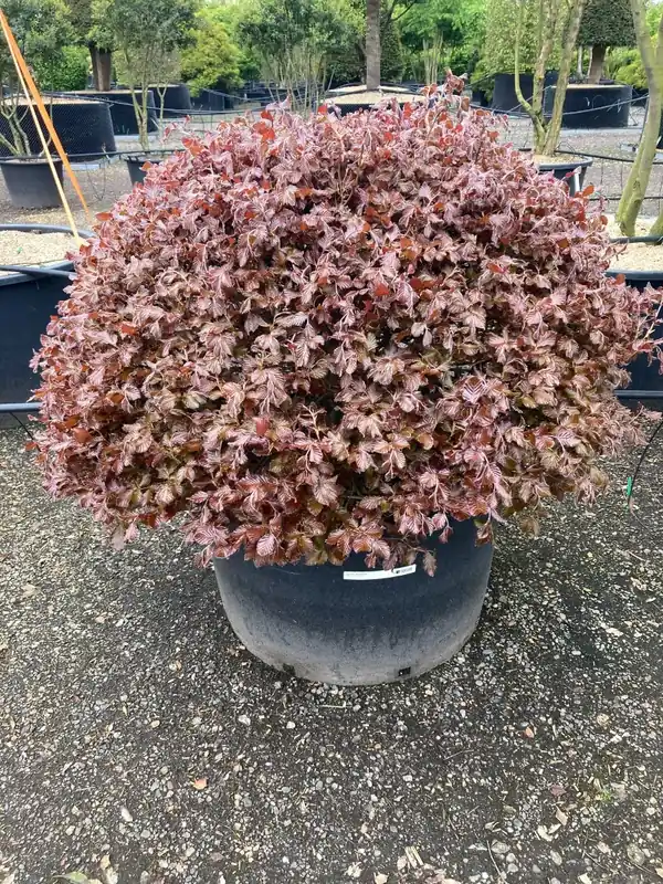 Rode Beuk als bolvorm (Fagus sylvatica ‘Atropunicea‘) | Laatste dagen