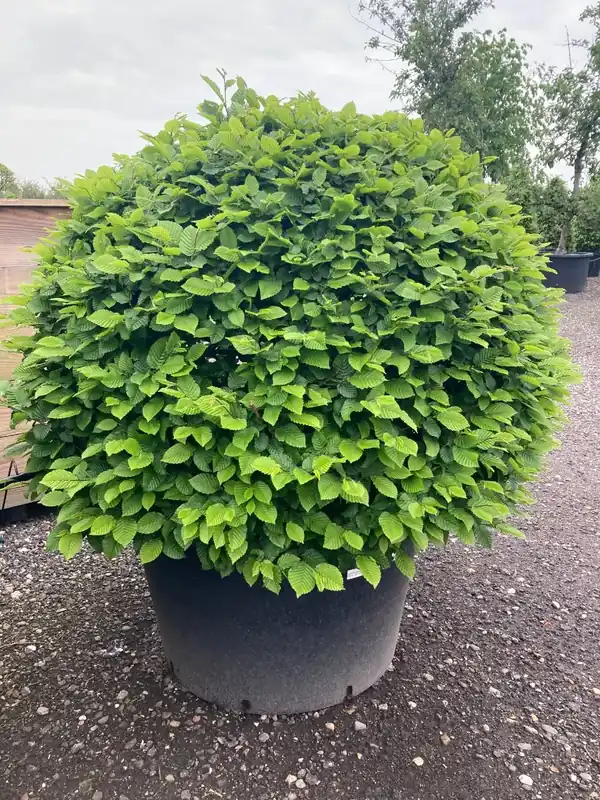Online kopen | Haagbeuk als bolvorm (Carpinus betulus)
