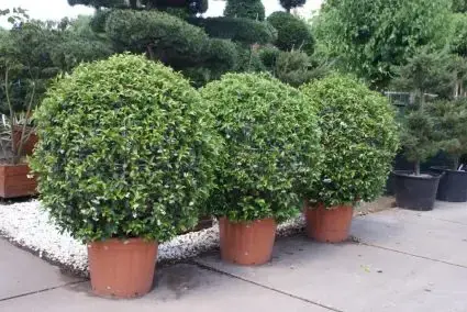 Toscaanse Jasmijn, Bolvorm (Trachelospermum jasminoides ) - Veilige betaling