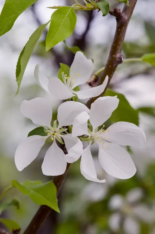Flitsaanbieding - Wilde appel, bosplantsoen (Malus sylvestris)