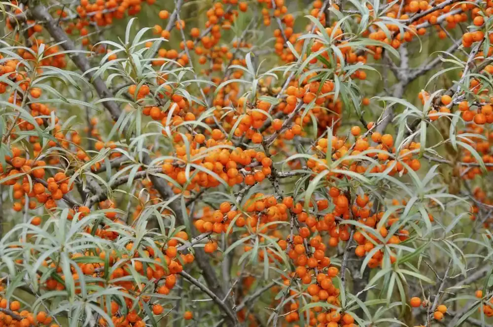 Prijsverlaging | Duindoorn (Hippophae rhamnoides)