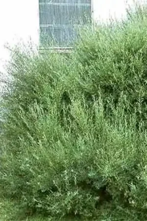 Zojuist toegevoegd - Bittere wilg (Salix purpurea ‘Nana‘)