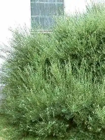 Zojuist toegevoegd - Bittere wilg (Salix purpurea ‘Nana‘)