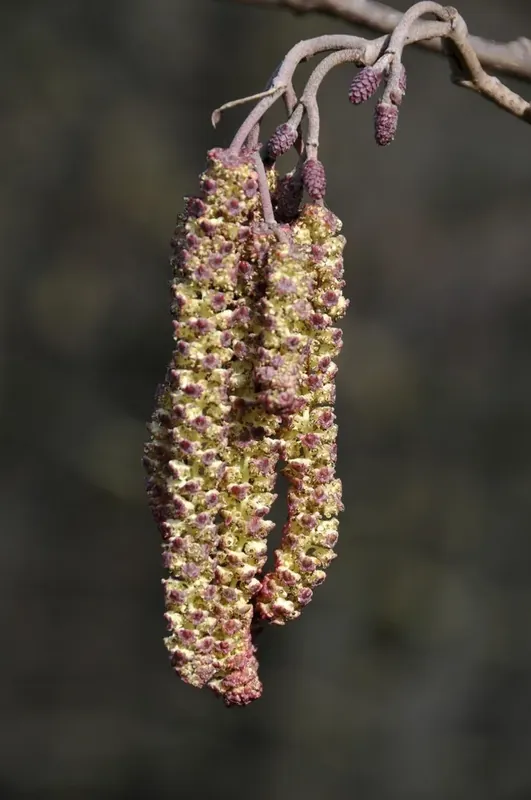 Zwarte els, bosplantsoen (Alnus glutinosa) | Dagdeal