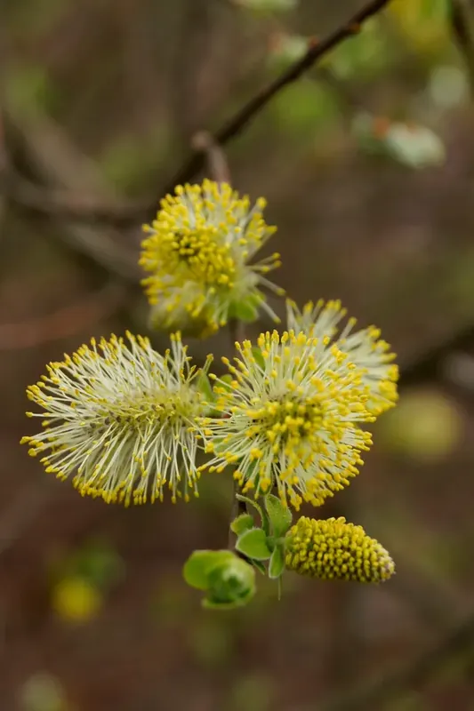 Snelle levering - Geoorde wilg (Salix aurita)